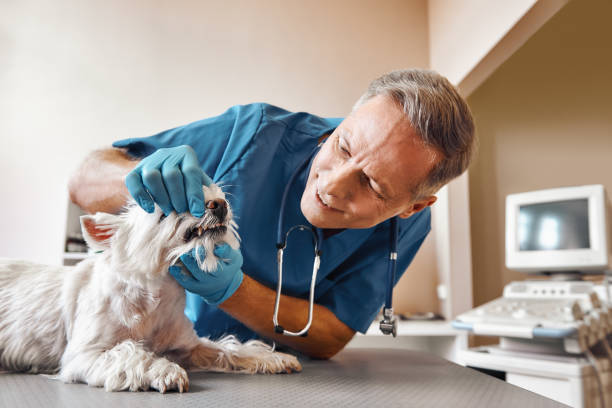 Best Broken or Chipped Tooth Repair in West Haven, UT